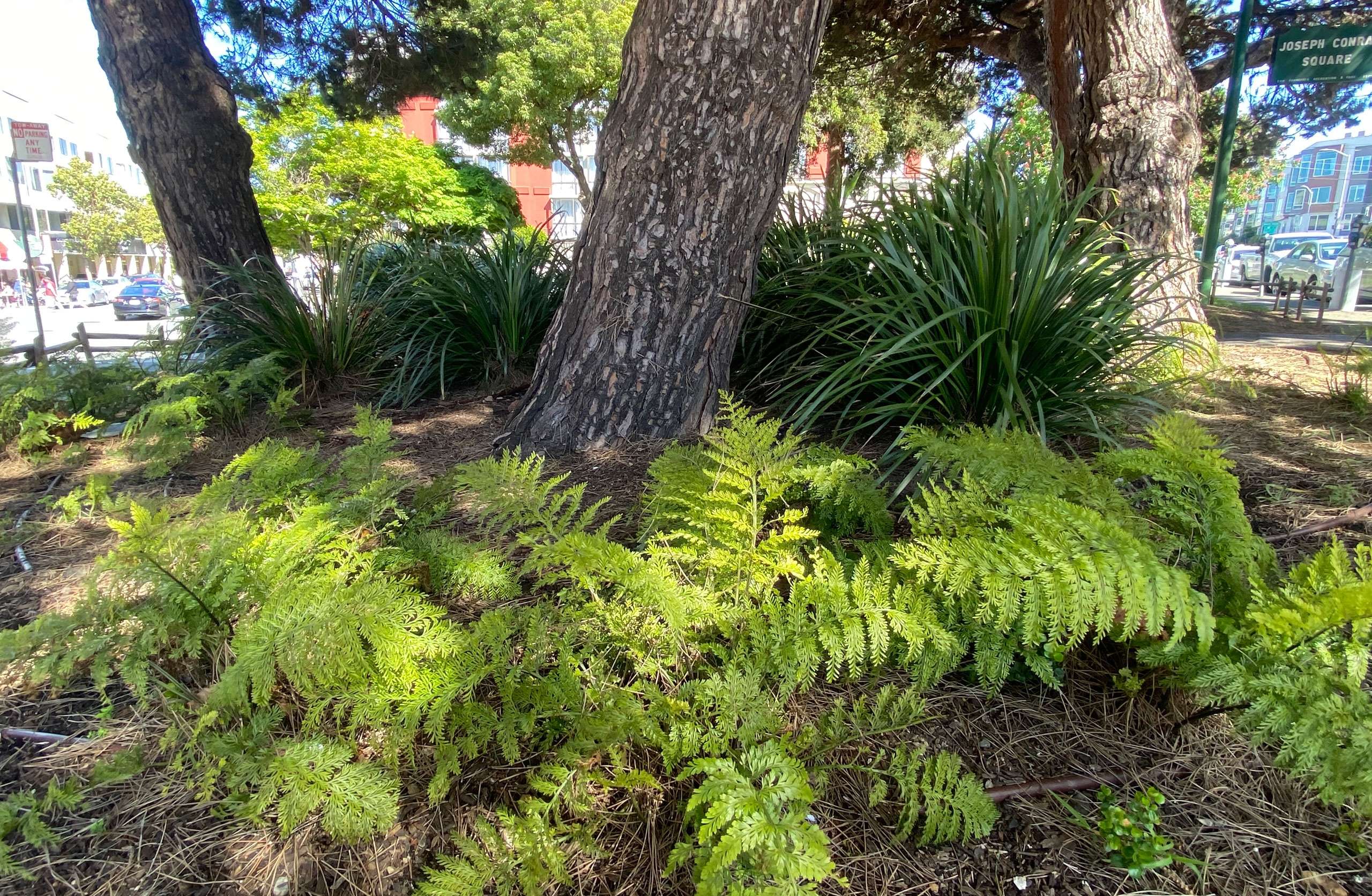 Joseph Conrad Square